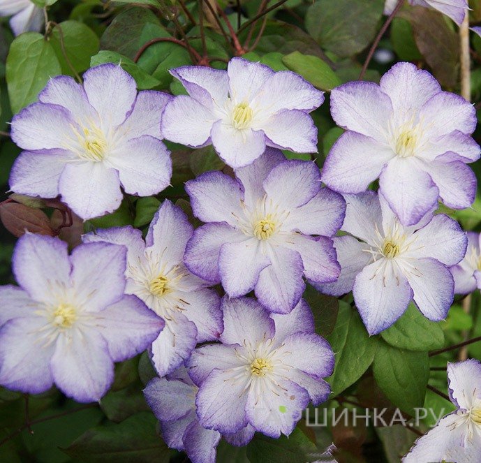 Клематис Лаки Чарм крупноцветковый (3)