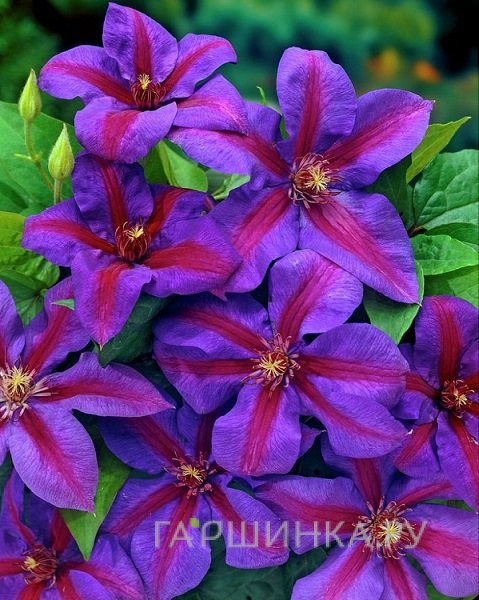 Клематис Миссис Томпсон крупноцветковый (2)