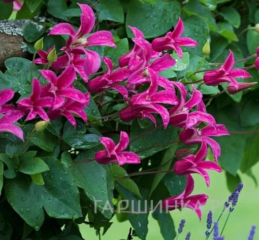 Клематис Принцесса Диана (3)