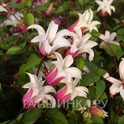 Клематис Принцесса Кейт мелкоцветковый (3)