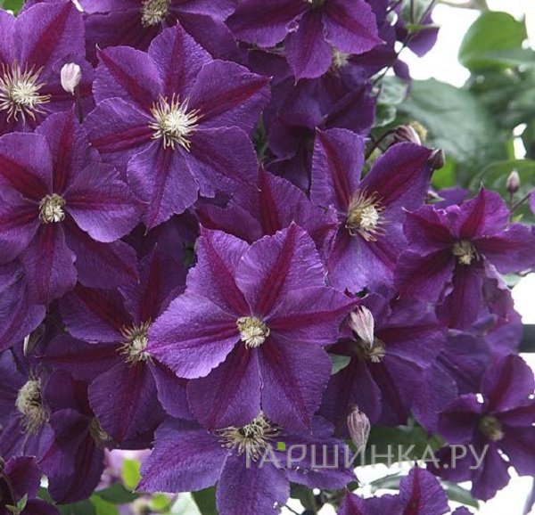 Клематис Стар оф Индия (Звезда Индии) крупноцветковый (3)