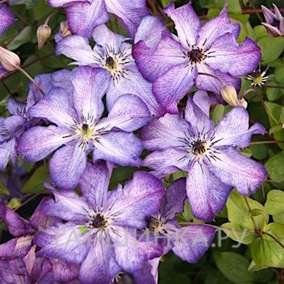 Клематис Супер Нова крупноцветковый (3)