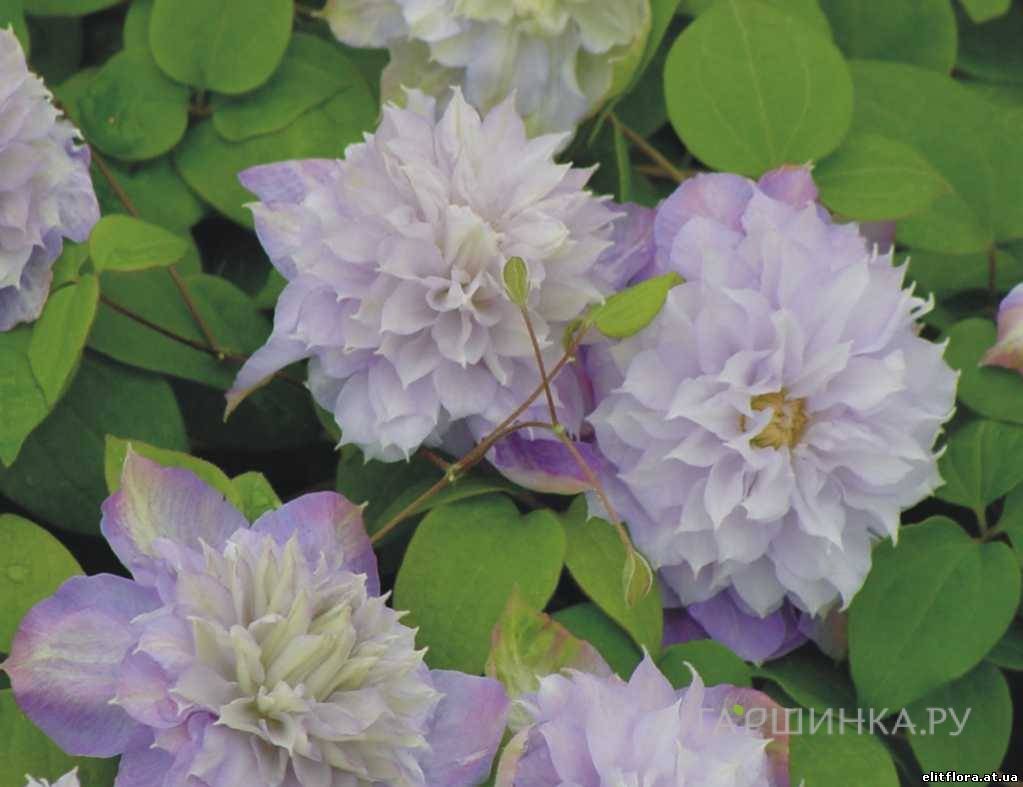 Клематис Вероника Чойс (Выбор Вероники) махровый (2)