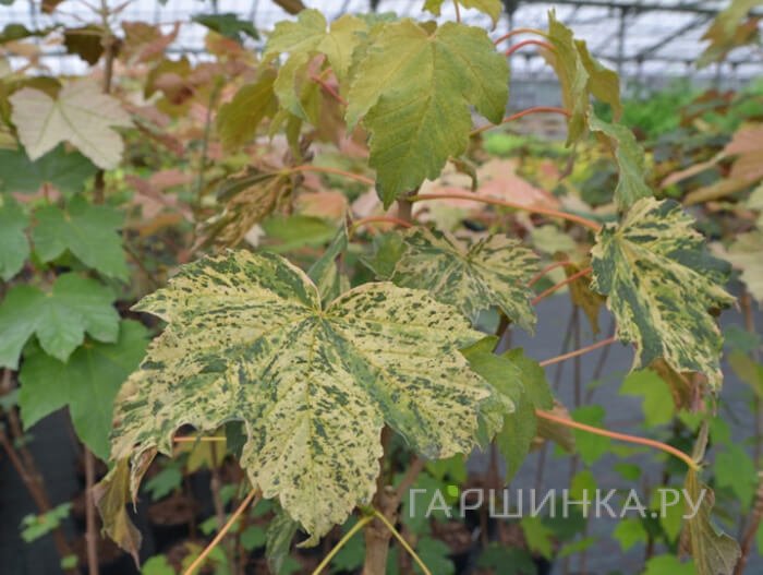 Клен ложноплатановый Реймонт