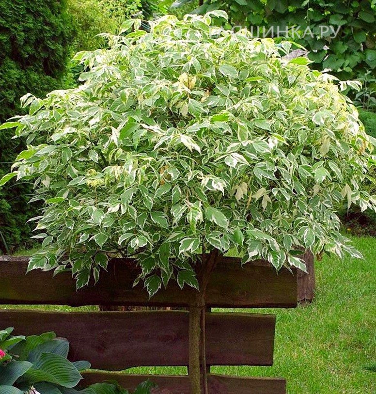 Клен ясенелистный Фламинго