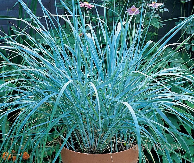 Колосняк (Элимус) песчаный