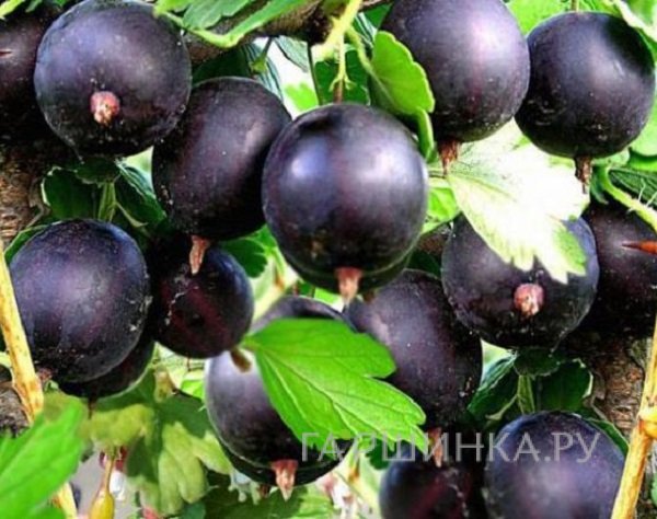 Крыжовник Командор черноплодный бесшипный