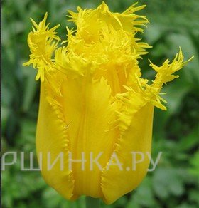 Тюльпан Криспи Мэри бахромчатый 5шт.
