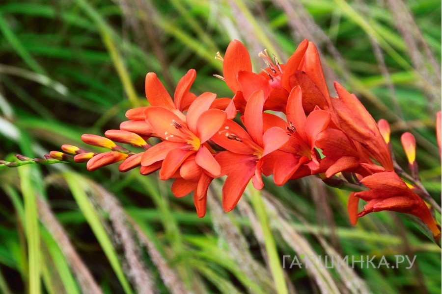 Крокосмия (монтбреция) Кармин Бриллиант