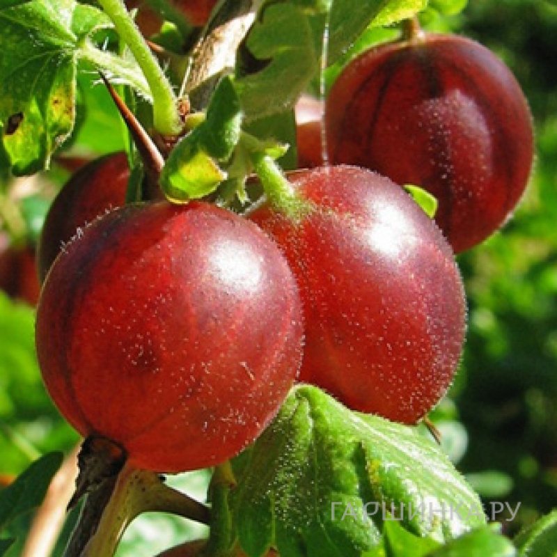 Крыжовник Белорусский красный