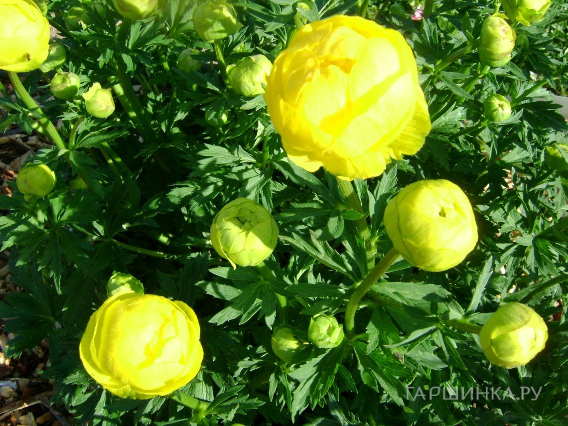 Купальница Лемон Квин