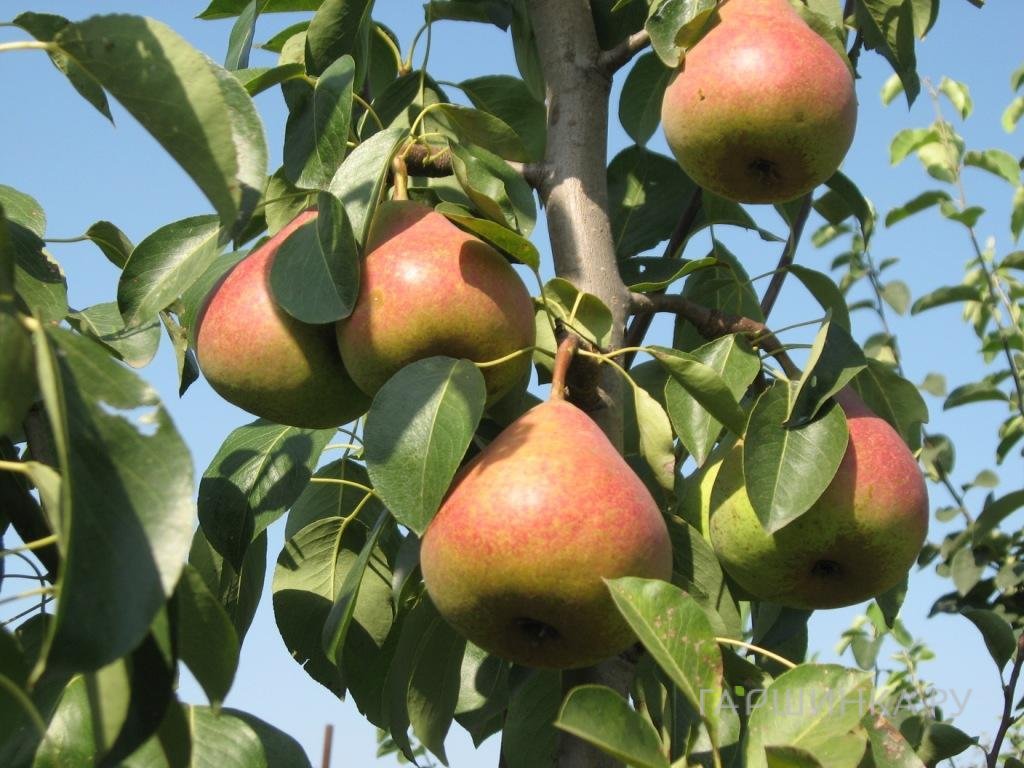 Груша Лакомка