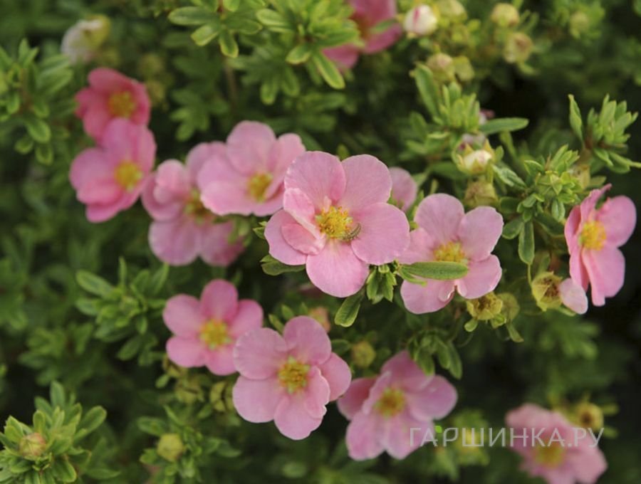 Лапчатка кустарниковая Пинк Принцесс