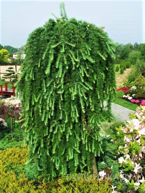 Лиственница Стиф Випер на штамбе 180см