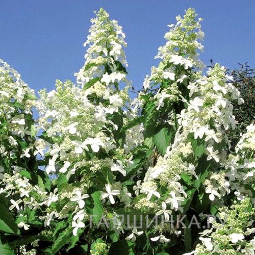 Гортензия Левана (богиня детства) метельчатая