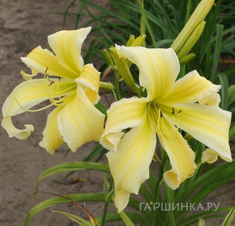 Лилейник Хэвенли Флайт оф Эйнджелс