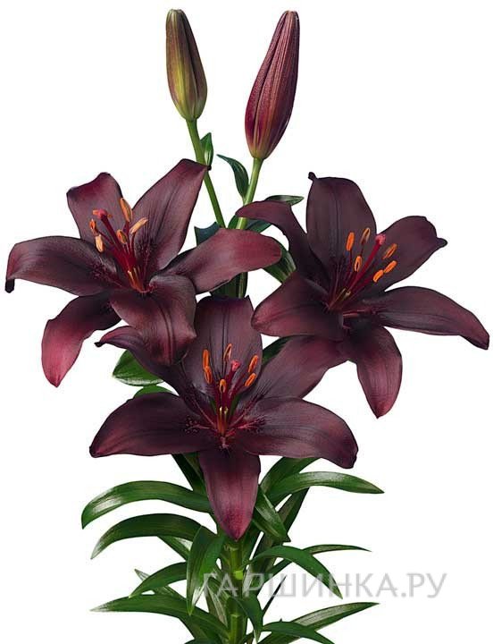 Лилия Дак секрет азиатская /2шт