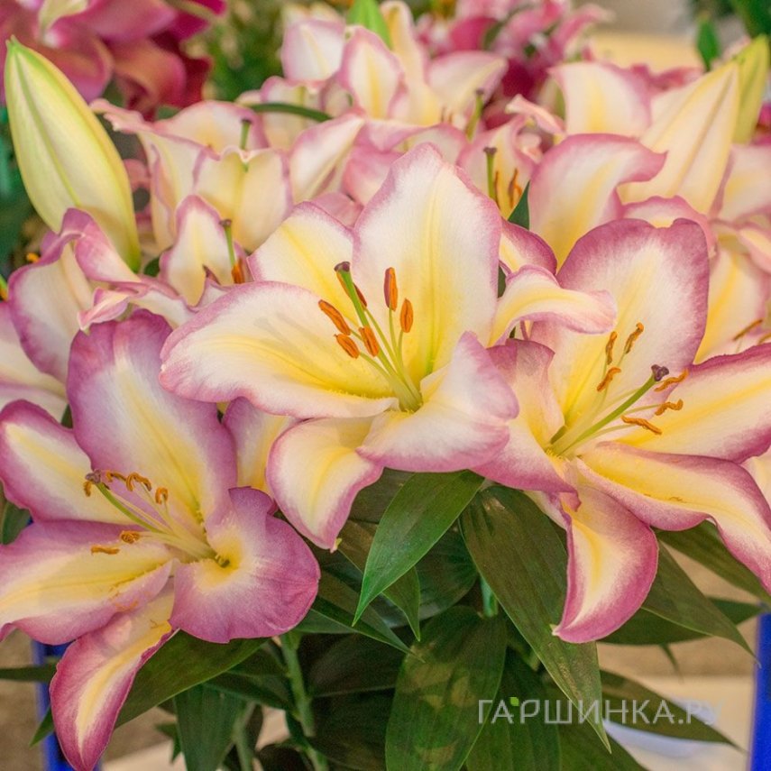 Лилия Капитан Триколор восточная