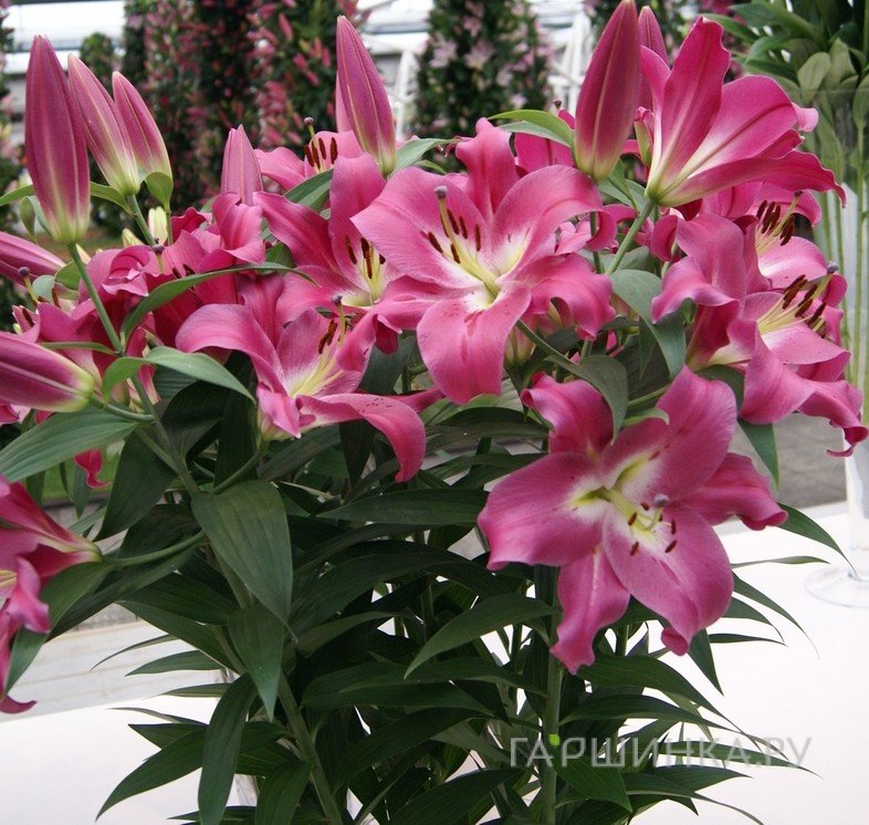 Лилия Компетишн ОТ-гибрид розовая