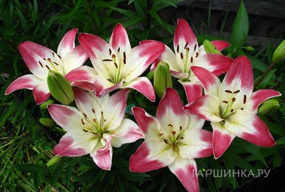 Лилия Лоллипоп азиатская/2шт