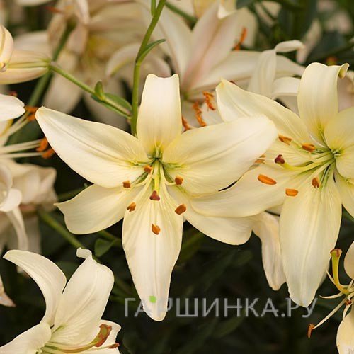 Лилия Перл Франсес