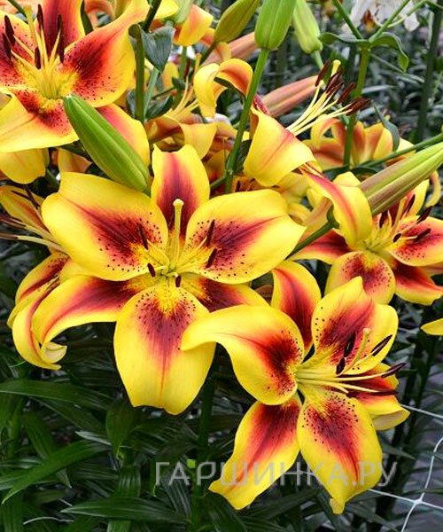 Лилия Вива ла Вида