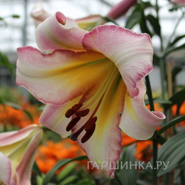 Лилия Бейджинг Мун трубчатая