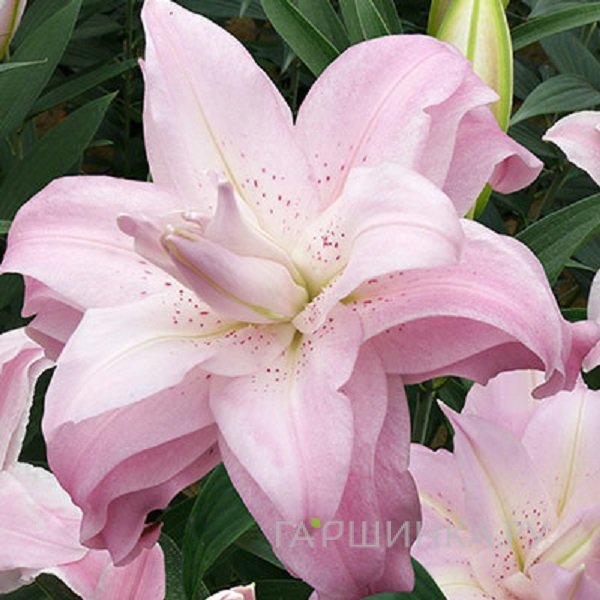 Лилия Лотус Квин восточная махровая