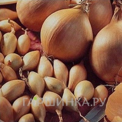 Лук-севок Коррадо F1 (желтый) 0,5 кг