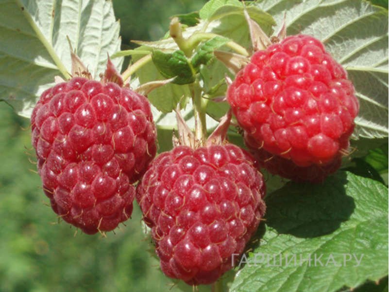 Малина Бальзам красная