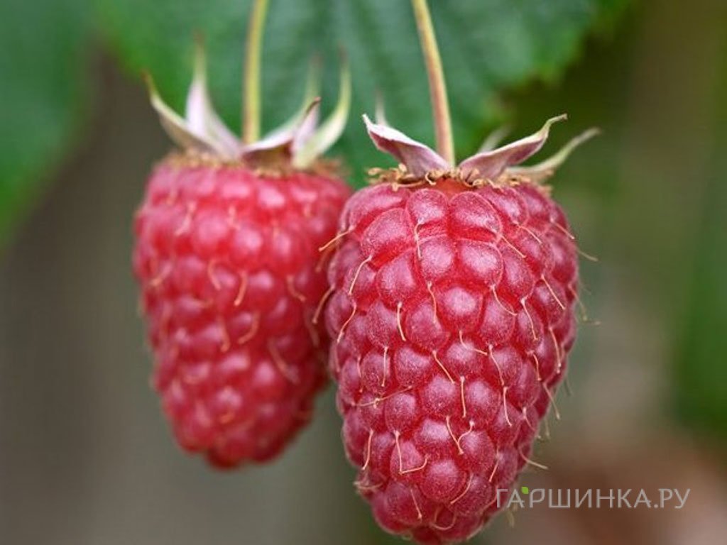 Малина Гусар красная (лицензионная)