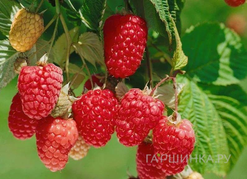 Малина Химбо Топ ремонтантная