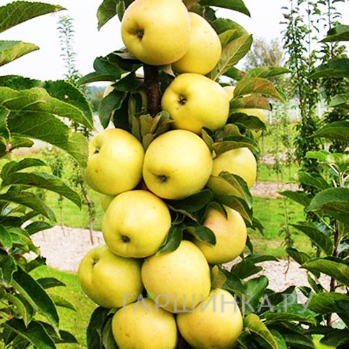 Яблоня Медок колоновидная (лицензионная)