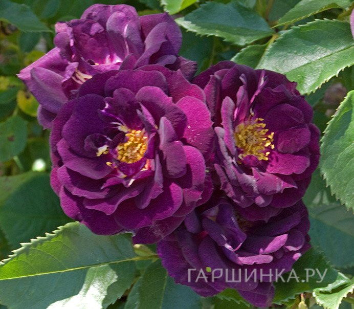 Роза Миднайт Блю, Викс (лиц)