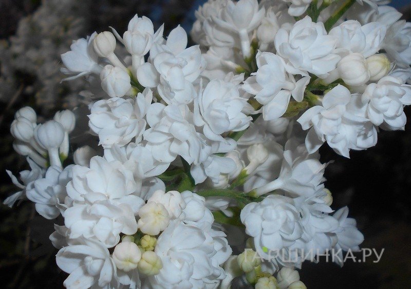 Сирень Мисс Эллен Вилмонт