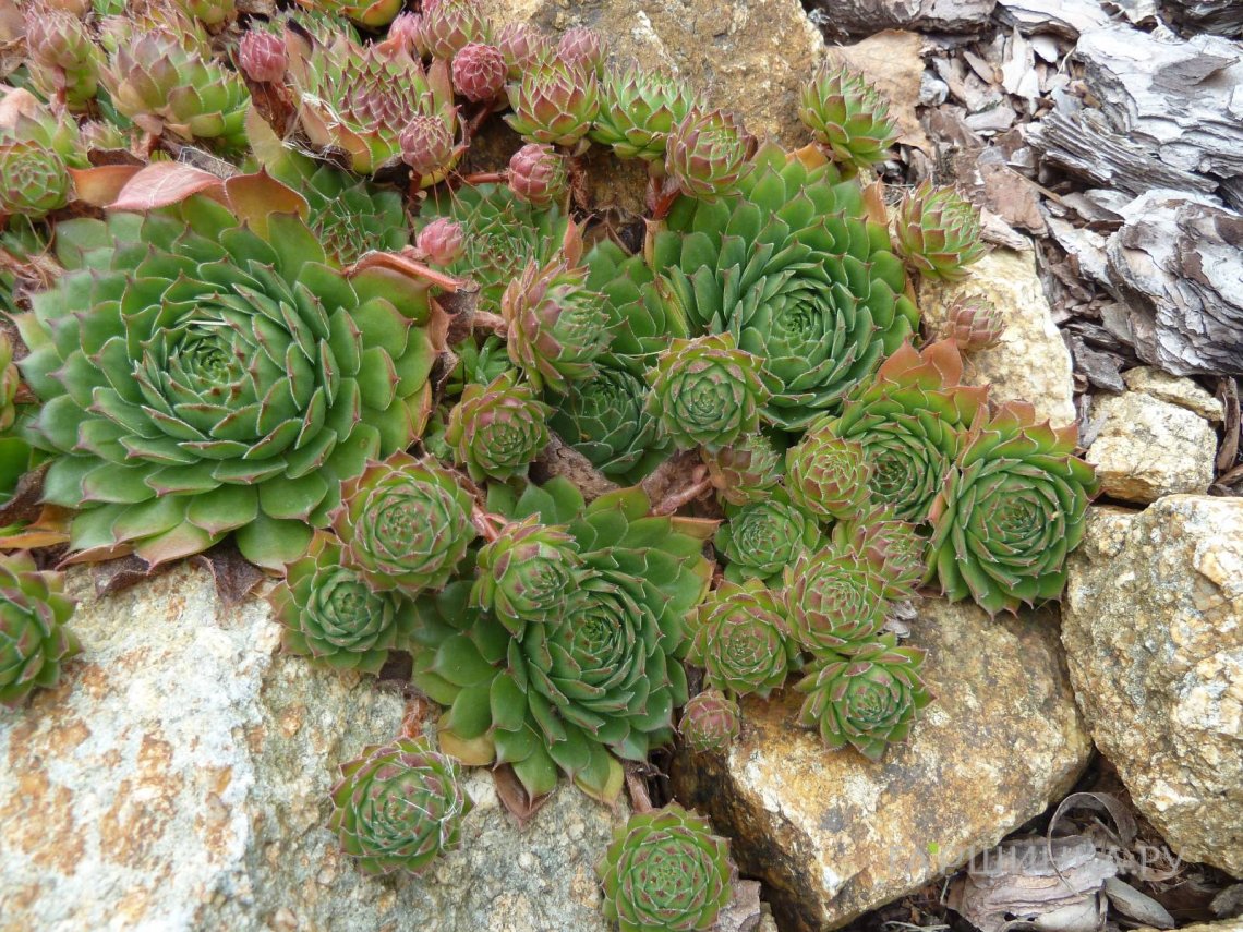 Молодило кровельное