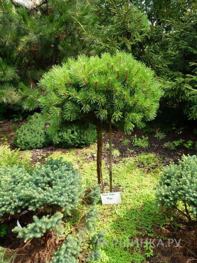 Сосна горная Мопс на штамбе 20-25 см