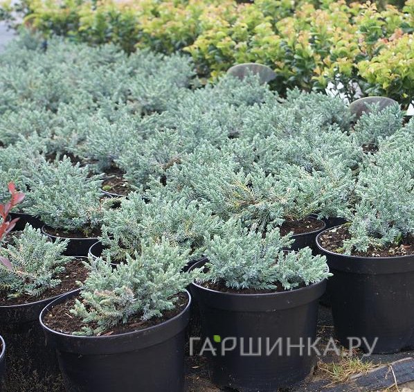 Можжевельник чешуйчатый Тропикал Блу