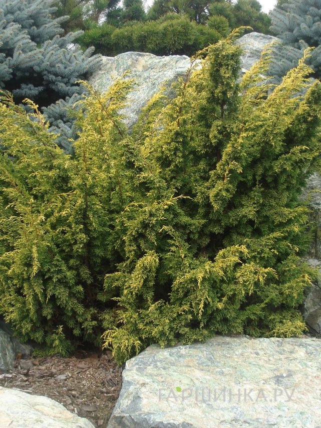 Можжевельник китайский Ауреа