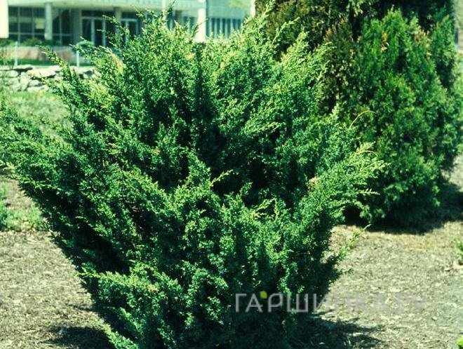 Можжевельник китайский Блаув