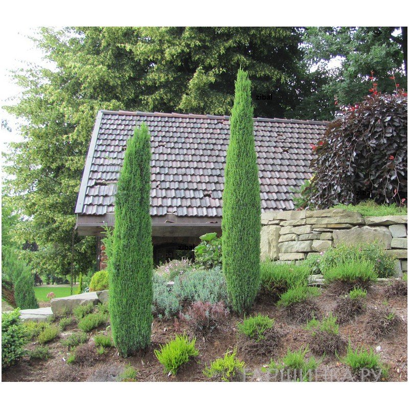 Можжевельник Сентинел обыкновенный