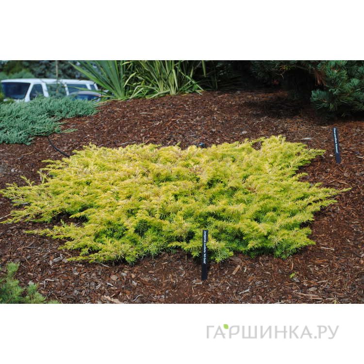 Можжевельник средний Голдфирн