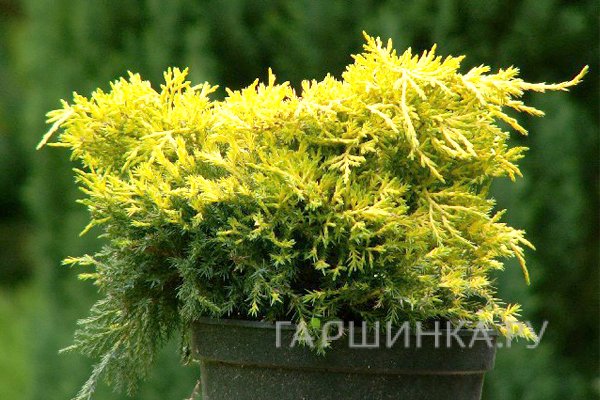 Можжевельник средний Кинг оф Сприн