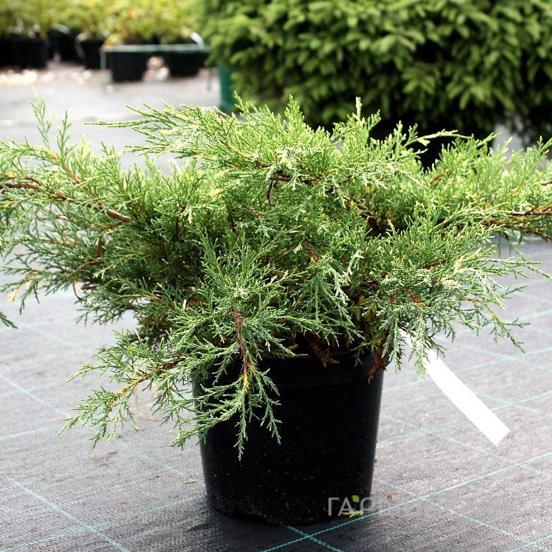 Можжевельник средний Вайт Сплэш