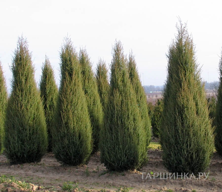 Можжевельник виргинский
