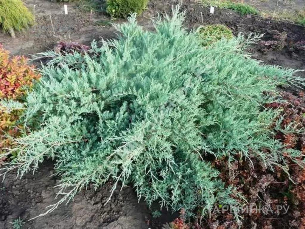 Можжевельник виргинский Грей Оул
