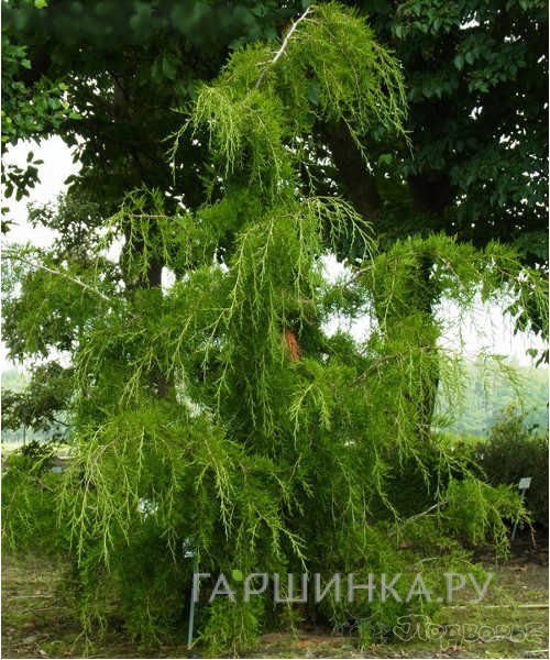 Можжевельник виргинский Пендула