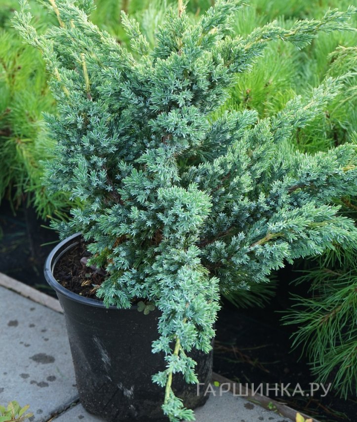 Можжевельник чешуйчатый Блю Компакт