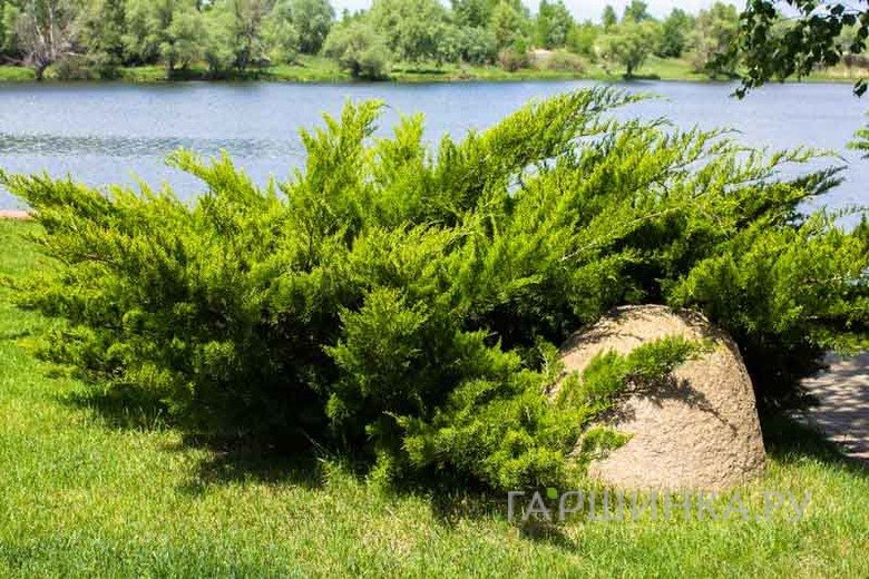 Можжевельник казацкий