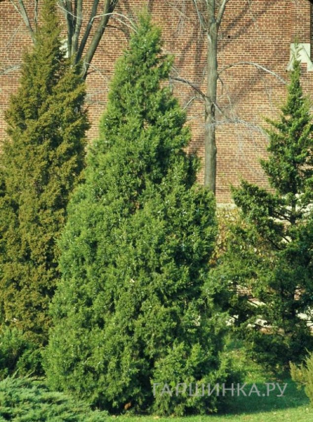 Можжевельник китайский Кетелери